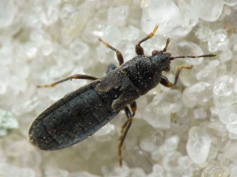 Dimorphopterus spinolae (Signoret, 1857)